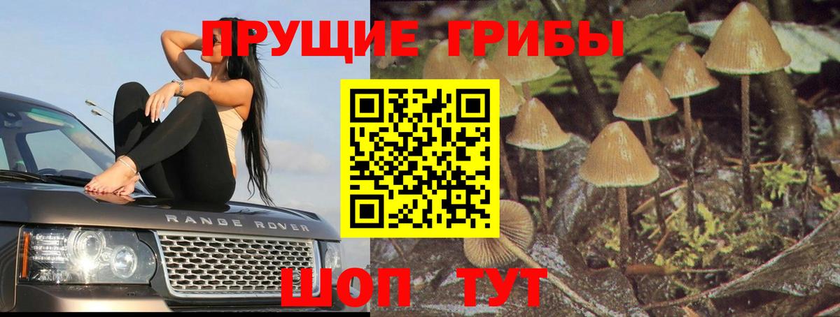 Псилоцибиновые грибы Cubensis  Вход с VPN  Пушкино  Псилоцибиновые грибы Cubensis 